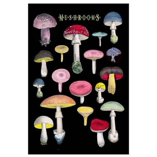 Botanical Mushrooms Postcard